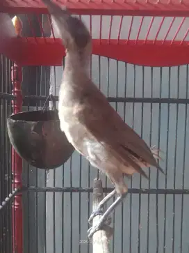 Burung Cucak Timor