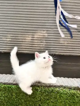 Kucing british shorthair munchkin ns