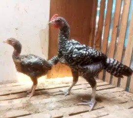 AYAM PELUNG SEPASANG