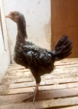 AYAM PELUNG BETINA