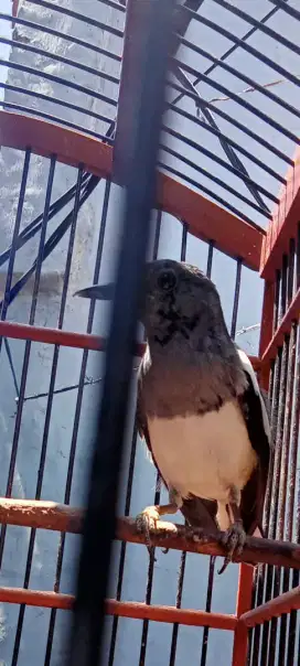Burung Kacer trotol