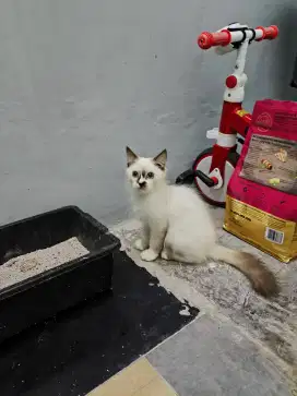 Himalaya ragdol kitten