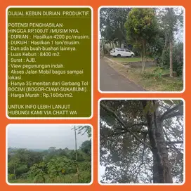 Kebun durian 8403m2 hasilkan 4200 buah/musim  35 menit dari TOL BOCIM