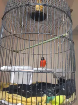 Jual burung riskin gacor usya mapan 2kali mabung