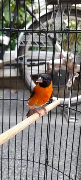 Red Siskin sepasang