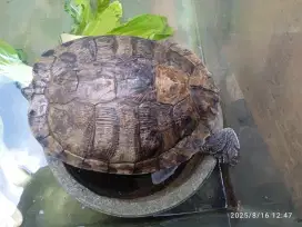 Kura kura coklat