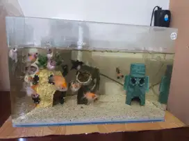 Perlengkapan Aquarium + ikan koki mutiara hias