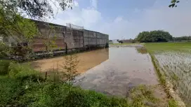 Dijual Cepat Tanah Sawah Produktif Lokasi Strategis di Mojoagung