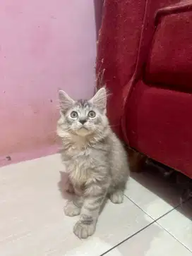 Kitten Female Mainecoon Maine Coon Parent Pedigree CFA