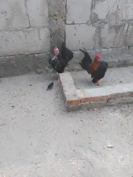 Ayam serama ori umur 4 bulanan