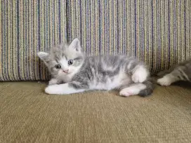 Baby bsh british shorthair