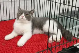 British shorthair