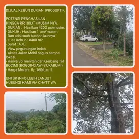 Kebun 8403m2 hasil 4200pc durian+1 ton dukuh ,35 mnt ke Tol Bocimi.