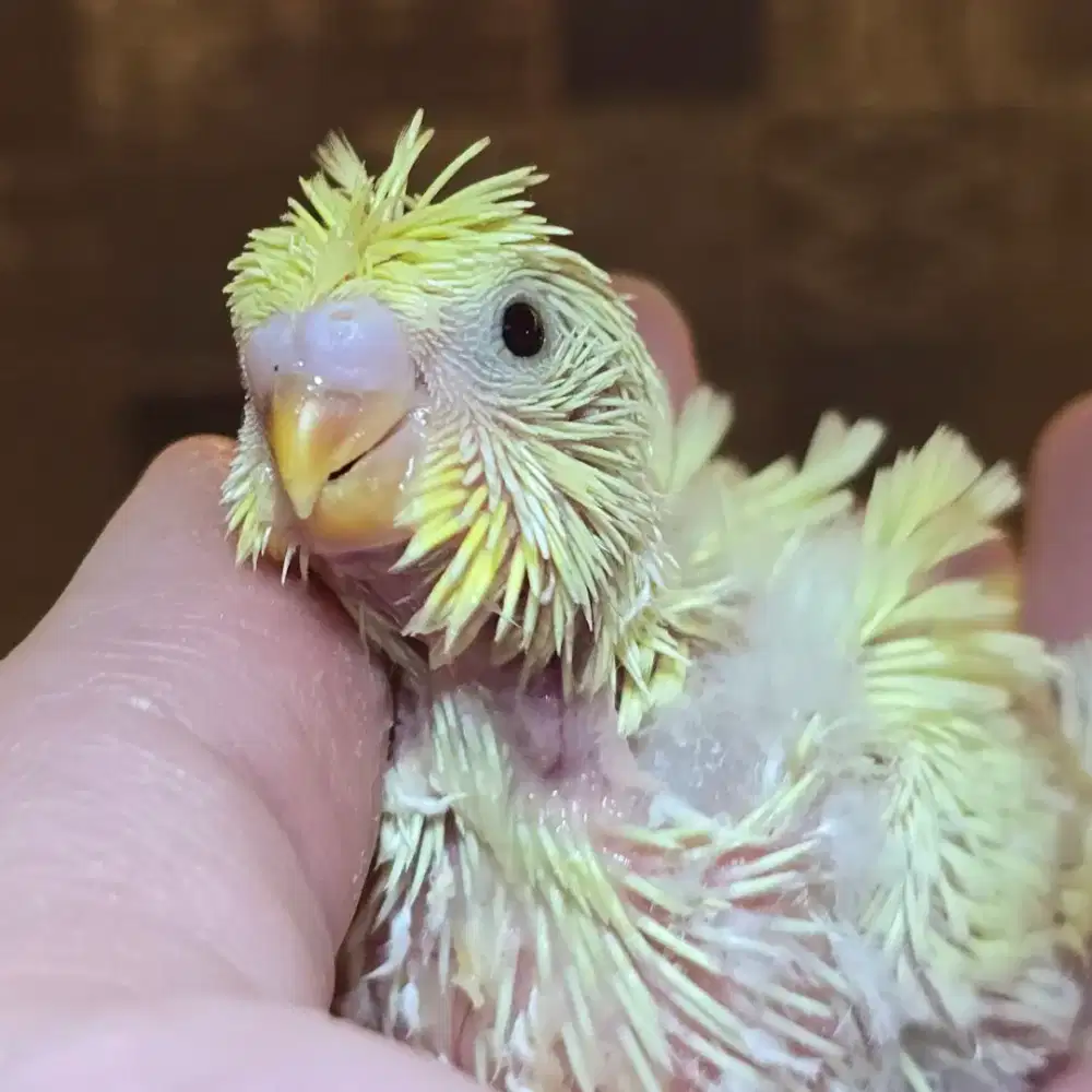Baby burung parkit sakura rare jitot betina