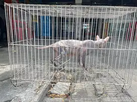 Cari betina sphynx