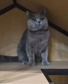 British shorthair jantan pure nonped