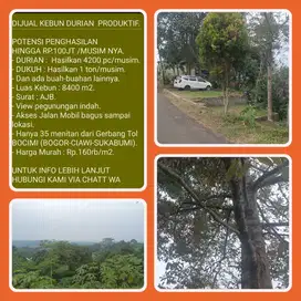 Kebun durian produktif hasil 4200 durian 1 ton dukuh 35 mnt tol Bocimi