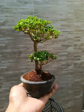 Bonsai Mame Sancang