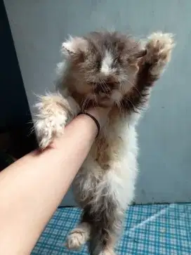 Kitten platnose betina 4bulan