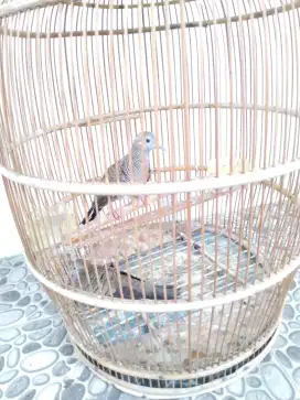 Burung perkutut lokal