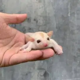 Sugar glider creamino joy