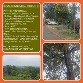 Kebun durian produktif hasil 4200 butir hanya 35 menit ke Tol Bocimi