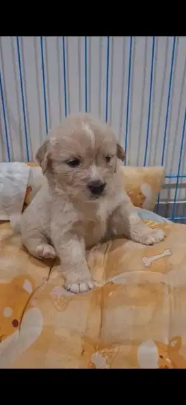 Jual anjing golden