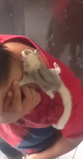 Sugar glider anakan joy mosaik