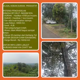 Kebun durian produktif luas 8406m2 hasil 4200pc,35 menit ke Tol Bocimi