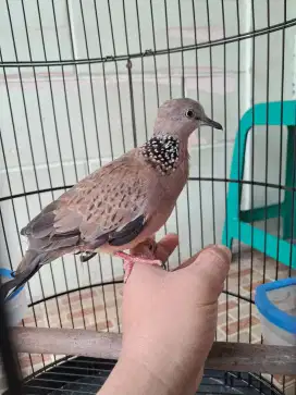 Tekukur kuk 2 Jantan remaja Jinak, video bunyi lewat wa