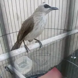 Jual burung crucukan