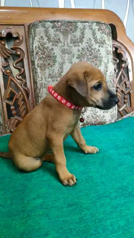 Anakan anjing silangan puppies belgian melinois jantan 1,5bln