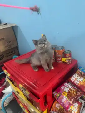 kucing kitten british shorthair x persia betina real ya