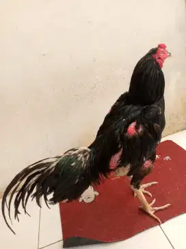 Ayam Bangkok x pakoy Koytrad