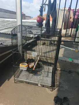 Jual sarang burung