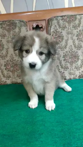 Anak anjing goberian puppies jantan bigbone bulu lebat 1,5bln