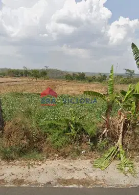 Tanah DIJUAL di Ngetos Kab Nganjuk Akses Jalan Utama Lebar