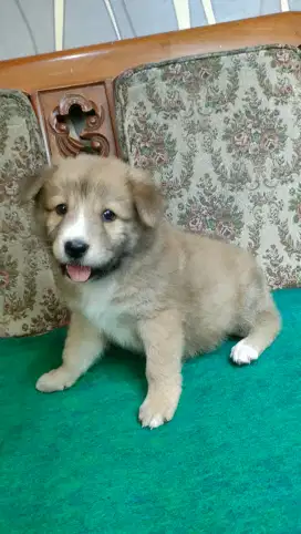 Anak anjing goberian puppies jantan bigbone bulu lebat 1,5bln