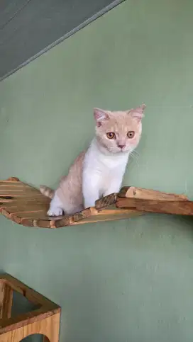 Kitten BSH indukan Pedigree