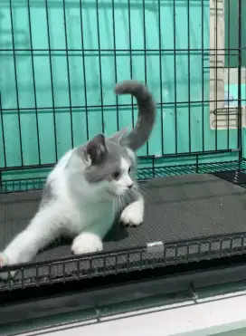 BSH BRITISH SHORTHAIR BICOLOR JANTAN