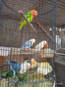 Burung lovebird warna borong