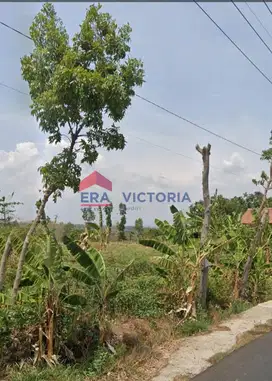 Jual Tanah SHM 2666m2 Cocok Dibangun Perumahan di Ngetos Kab Nganjuk