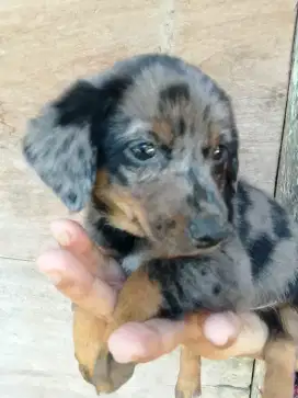 Anak anjing tekel warna bulu daple kecil mungil