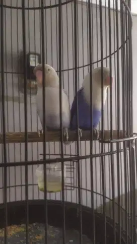 Dijual Cepat Burung Lovebird di Depok