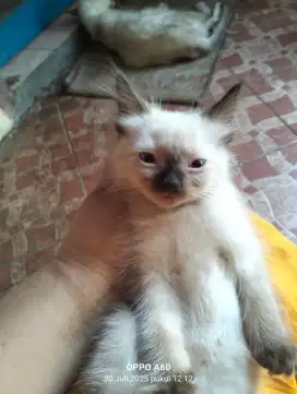 Kucing Himalaya
