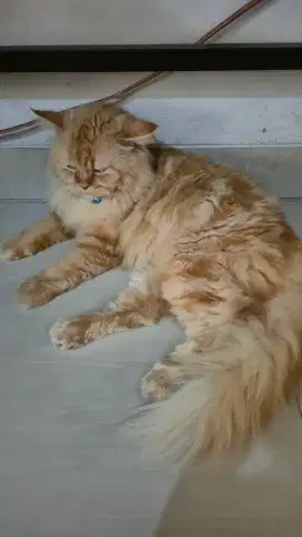 Semi hibah kucing persia jantan
