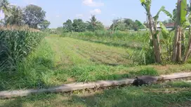 Di Jual Tanah Sawah Luas Sleman Wedomartanj