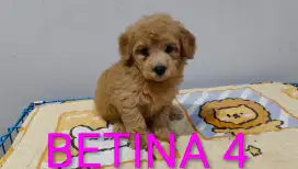POODLE NON STAMBUM