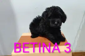 Poodle NON STAMBUM