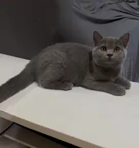 British Shorthair BSH Line PED Kitten BSH